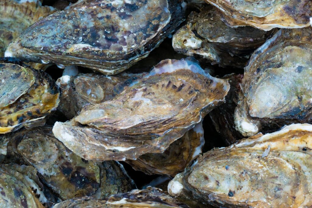 Huîtres du bassin d Arcachon