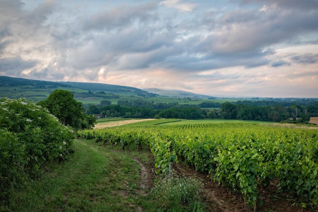 Coteaux de vignes et village en pierres dorées du Beaujolais près de Lyon